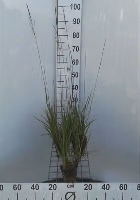 6 x Molinia arundinacea ( altissima) - Erba pipa - vaso 9 x 9 cm