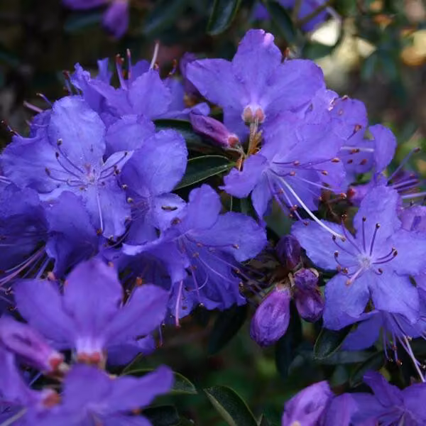 Rhododendron 'Gristede' | 20-30 cm in vaso