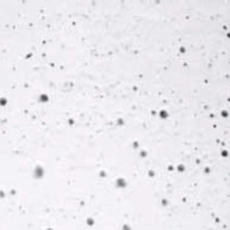 Bordo piscina in pietra incastonato piscina ovale 530 x 320 cm | bianco | superficie leggermente ruvida