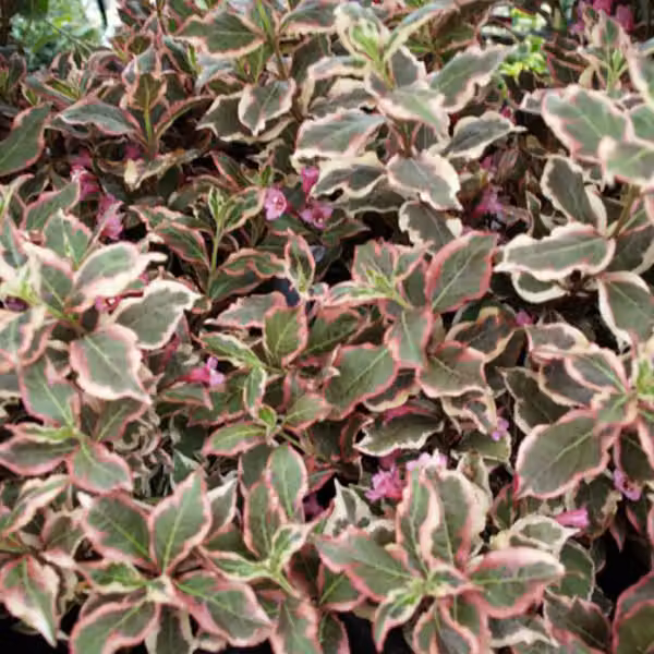 2 piante di Weigela - Weigela florida 'Monet' ('Verweig'), altezza 50-60 cm, fornite in vaso