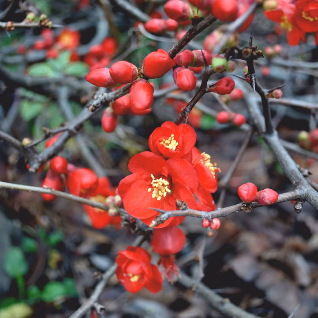 2 piante di Chaenomeles superba 'Hollandia' | Altezza: 30-40 cm, in vaso