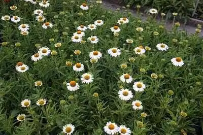 6 x Echinacea purp. 'White Meditation'® - fiore di conifera - vaso 9 x 9 cm