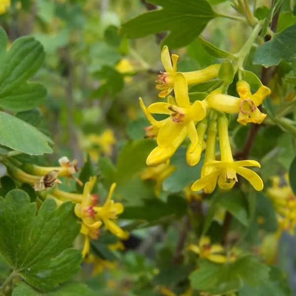 2 piante di ribes odorato (Ribes odoratum) | altezza 50-60 cm, in vaso