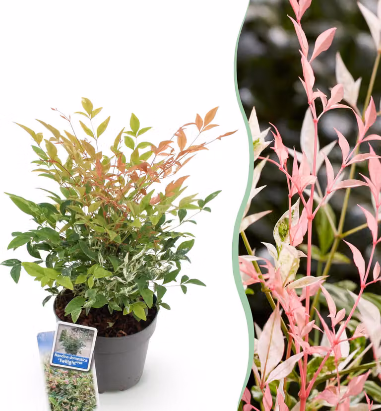 Nandina Twilight - Colorata e rosa - Sempreverde - Bassa manutenzione - 35-45cm - Ø17cm - Pianta da giardino