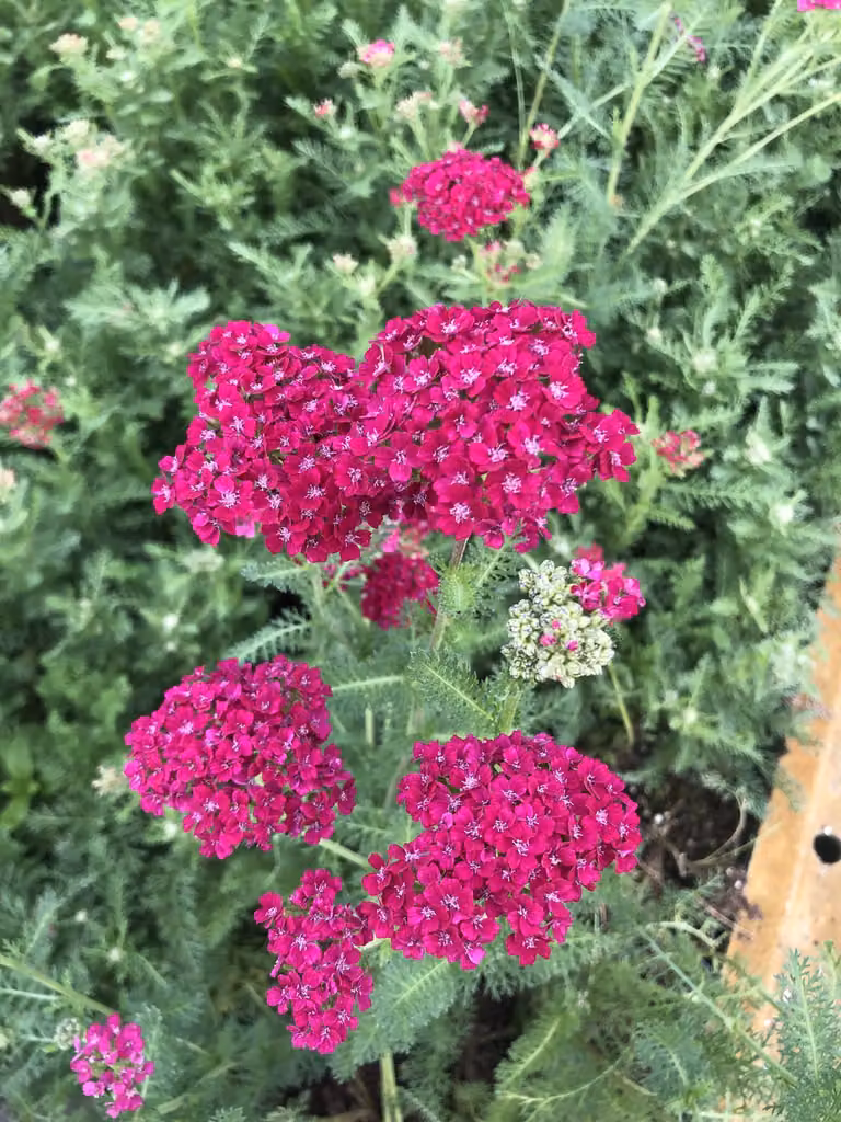 6 x Achillea millefolium 'Pomegranate' - Achillea in vaso 9 x 9 cm