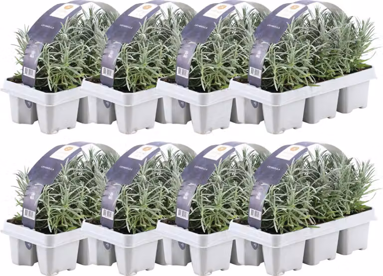 Lavanda profumata blu 48 piante di lavanda angustifolia - Piante di lavanda resistenti al freddo - Lavanda vera - Piante da giardino -    48 x Ø7 cm - 15 cm