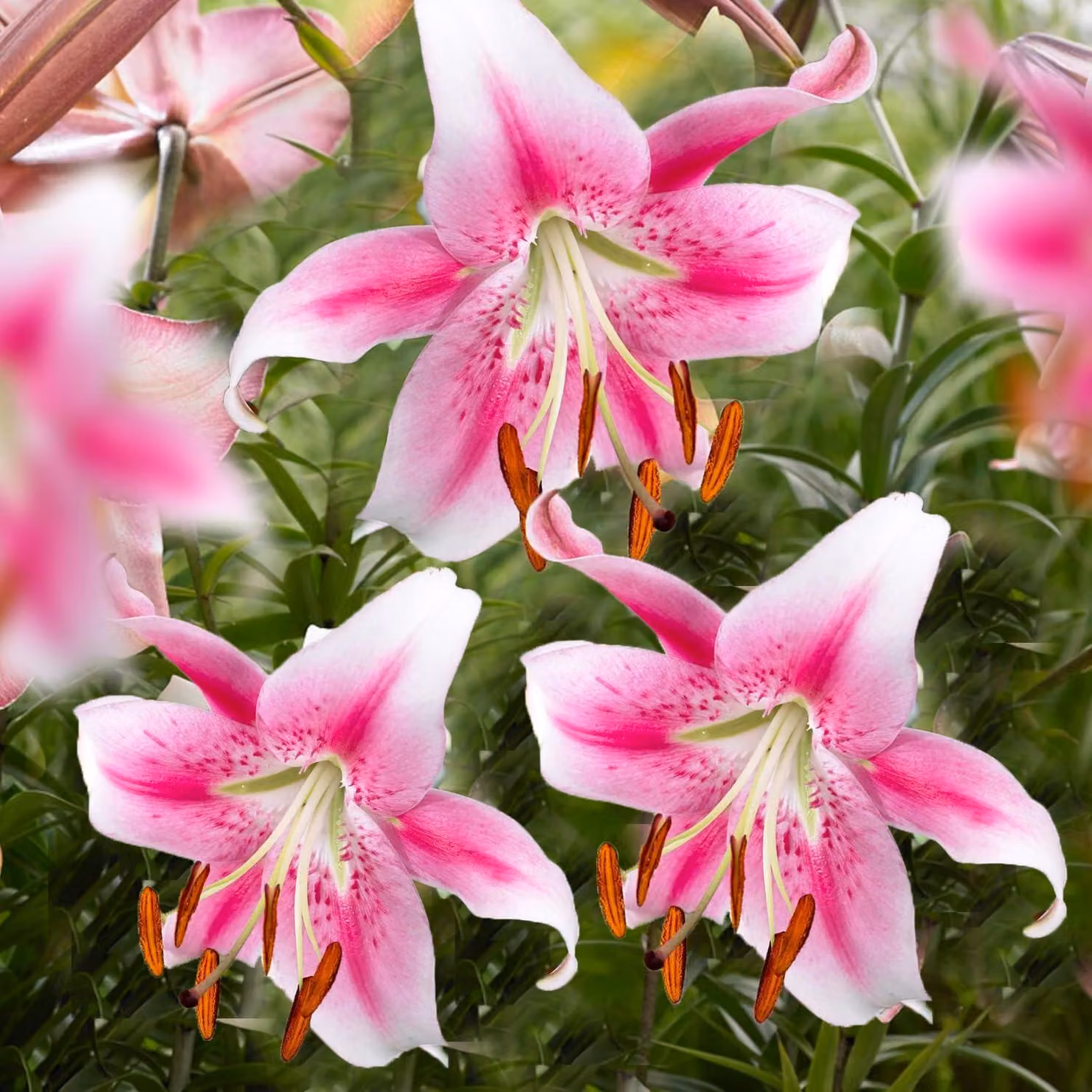 Bulbi di giglio resistenti al freddo, perenni - Giglio Anastasia, varietà gigante - 3 bulbi - Bulbi di fiori resistenti al freddo, provenienti dai Paesi Bassi (grandi bulbi, senza semi, non trattati artificialmente)