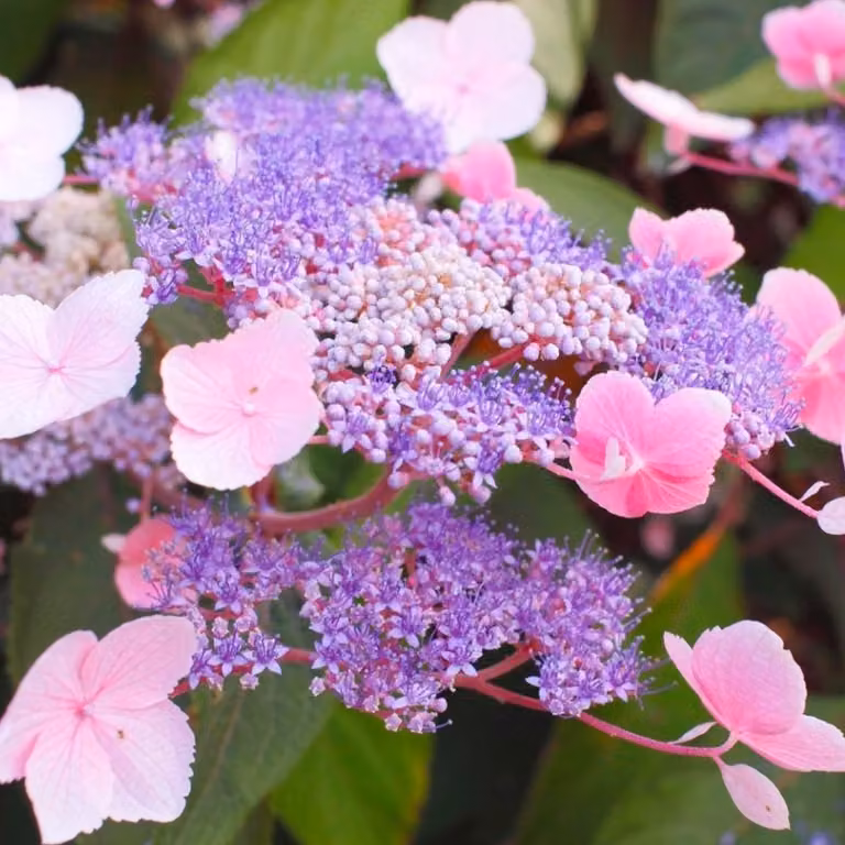 2 piante di ortensia "Samthortensie" - Hydrangea aspera 'Hot Chocolate'®, in vaso, altezza 25-30 cm