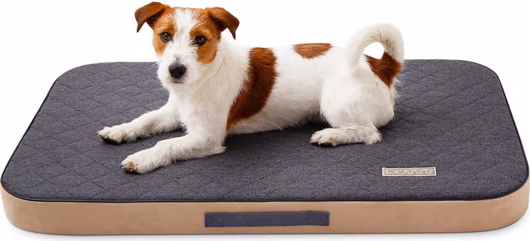 DOTTY Materasso ortopedico per cani, memory foam VISCO Letto ortopedico per cani Colore Grafite Taglia S (60 cm x 45 cm)