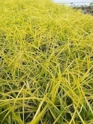 6 x Carex osh. 'Everillo®' - carice giapponese Everillo - vaso 9 x 9 cm