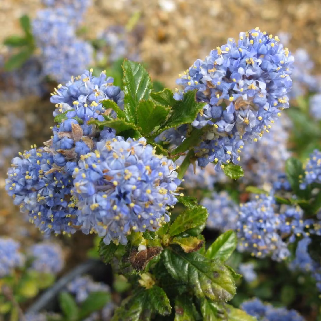 2 piante di Ceanothus 'Blue Mound' (Säckelblume) | Altezza: 30-40 cm, in vaso