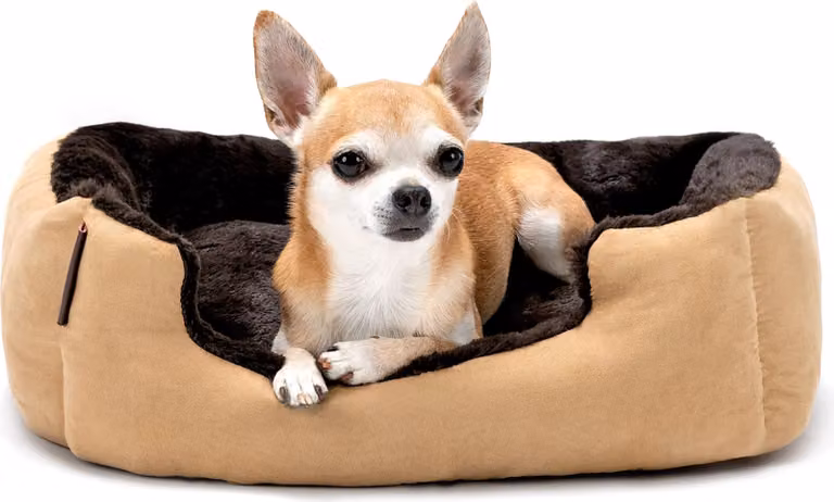 lettino per cani lionto, morbido lettino con cuscino reversibile rimovibile e base antiscivolo, 50x37 cm, beige/marrone