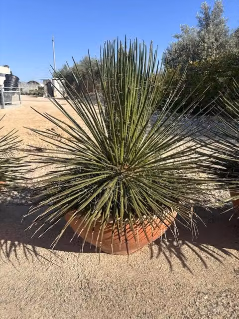 Agave Geminiflora in ciotola verde di Vivaio Garden Forest per uso indoor e outdoor