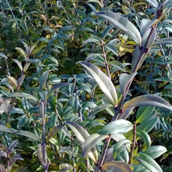 2 piante di Ligustro comune - *Ligustrum vulgare* 'Atrovirens' | Altezza: 60-80 cm, in vaso