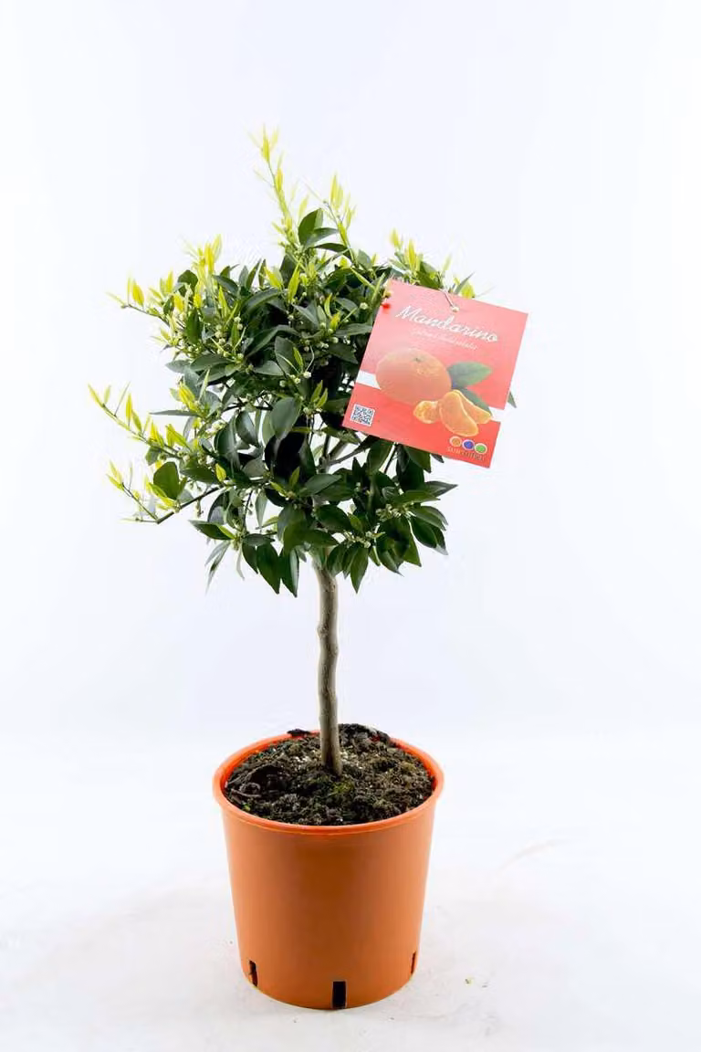 Alberello di mandarino 80-100 cm - Citrus reticulata - Mandarino (pianta)