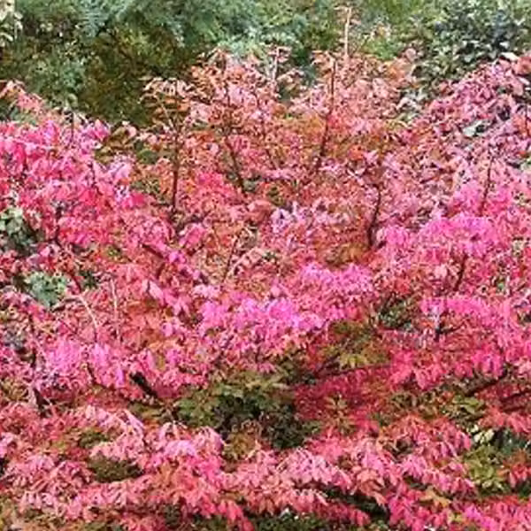 Spiraleo (Euonymus europaeus 'Red Cascade') | 50-60 cm, in vaso