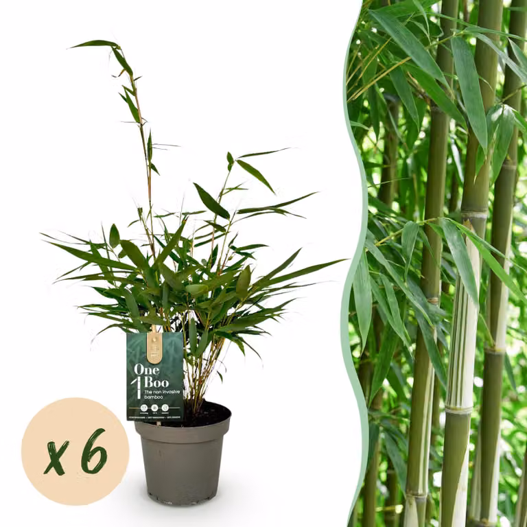 Bambù - Fargesia robusta Pingwu - Sempreverde - Non invasivo - Verde - 6 piante - 25-35cm - Ø14cm - Pianta da giardino