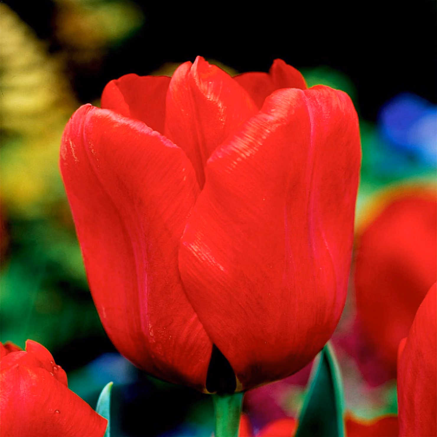 Tulipani Bulbi Bulbi Fiori Trionfo Tulipano Seadov 5 pz.