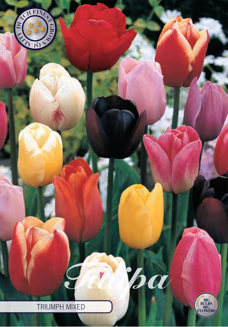 Tulipano Triumph Mix (10 pezzi) | Bulbi di tulipano di Sam van Schooten