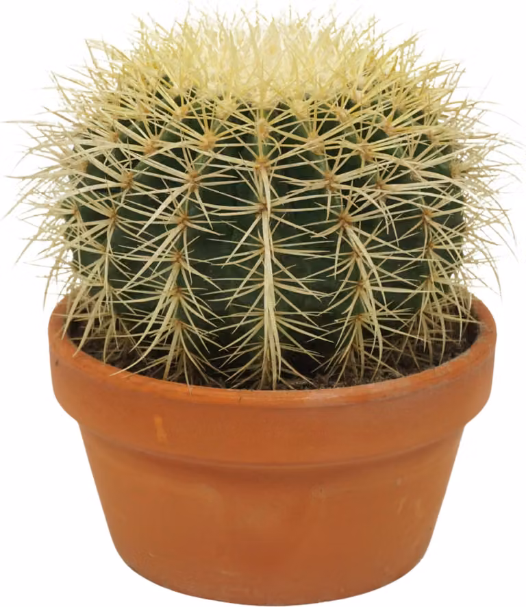 Echinocactus grusonii - sedia suocera - solitario - ciotola 16cm
