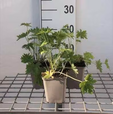 6 x Delphinium (b) 'Casa Blanca' - Delphinium - Vaso 9 x 9 cm