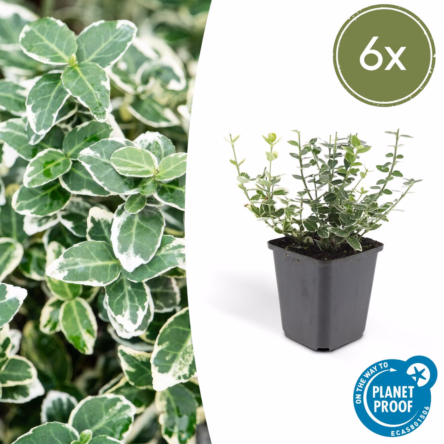 Euonymus fortunei 'Emerald 'n Gaity' | 6 stuks - 10-25cm - Ø9cm - Pianta da giardino - Multideal