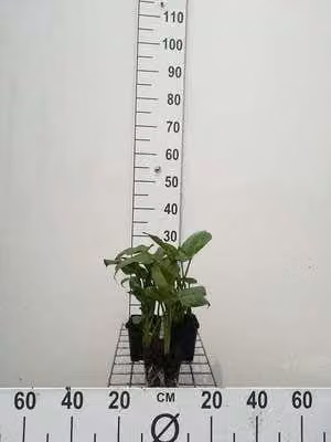 6 x Zantedeschia aethiopica - Calla bianca - vaso 9 x 9 cm