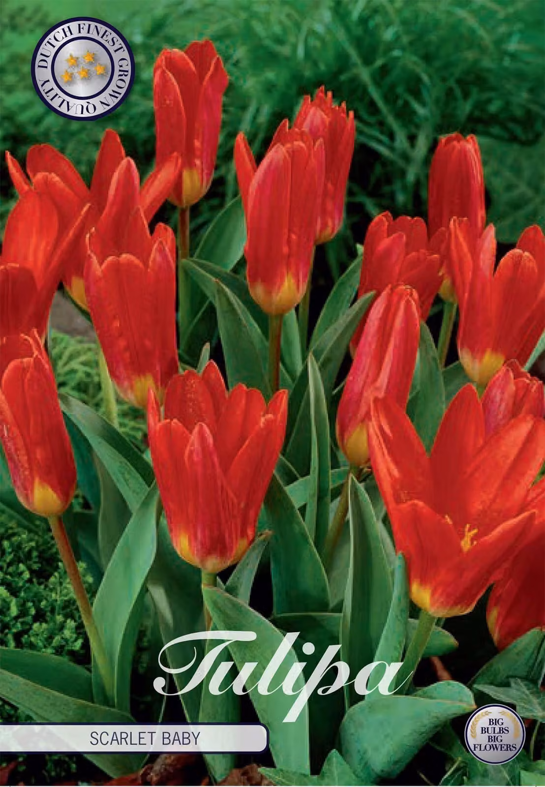 Tulipano Scarlet Baby (10 bulbi) | Bulbi di tulipano di Sam van Schooten