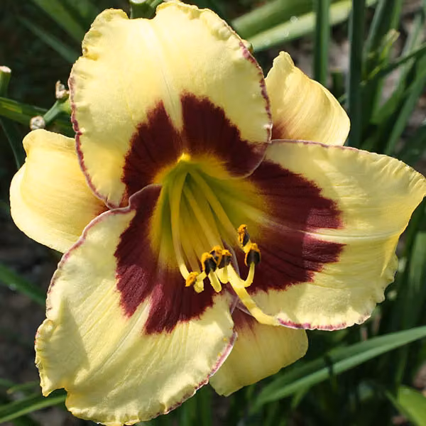 6 x Taglilie (hemerocallis) - varietà 'El Desperado' | Vaso da 9x9 cm