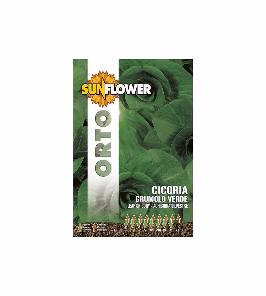 Sementi Cicoria Grumulo Verde            Sunflower