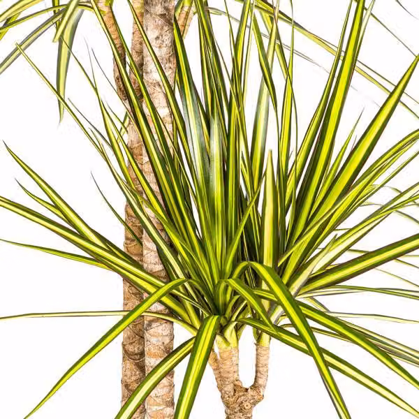 Dracaena marginata Sunray - Dracaena - Pianta da appartamento - Ø24cm