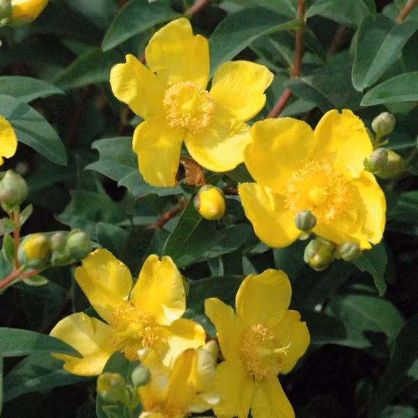 2 piante di Iperico (Hypericum) varietà 'Hidcote', alte 25-30 cm, fornite in vaso