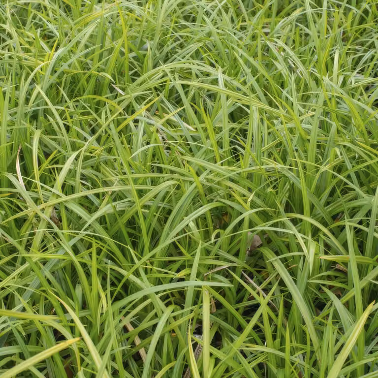 Carex Morrowii 'Irish Green', pianta tappezzante