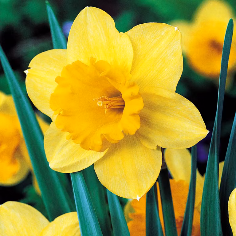 Bulbi di giunchiglia Bulbi di fiori Narcisi a larga Carlton 5 pz.