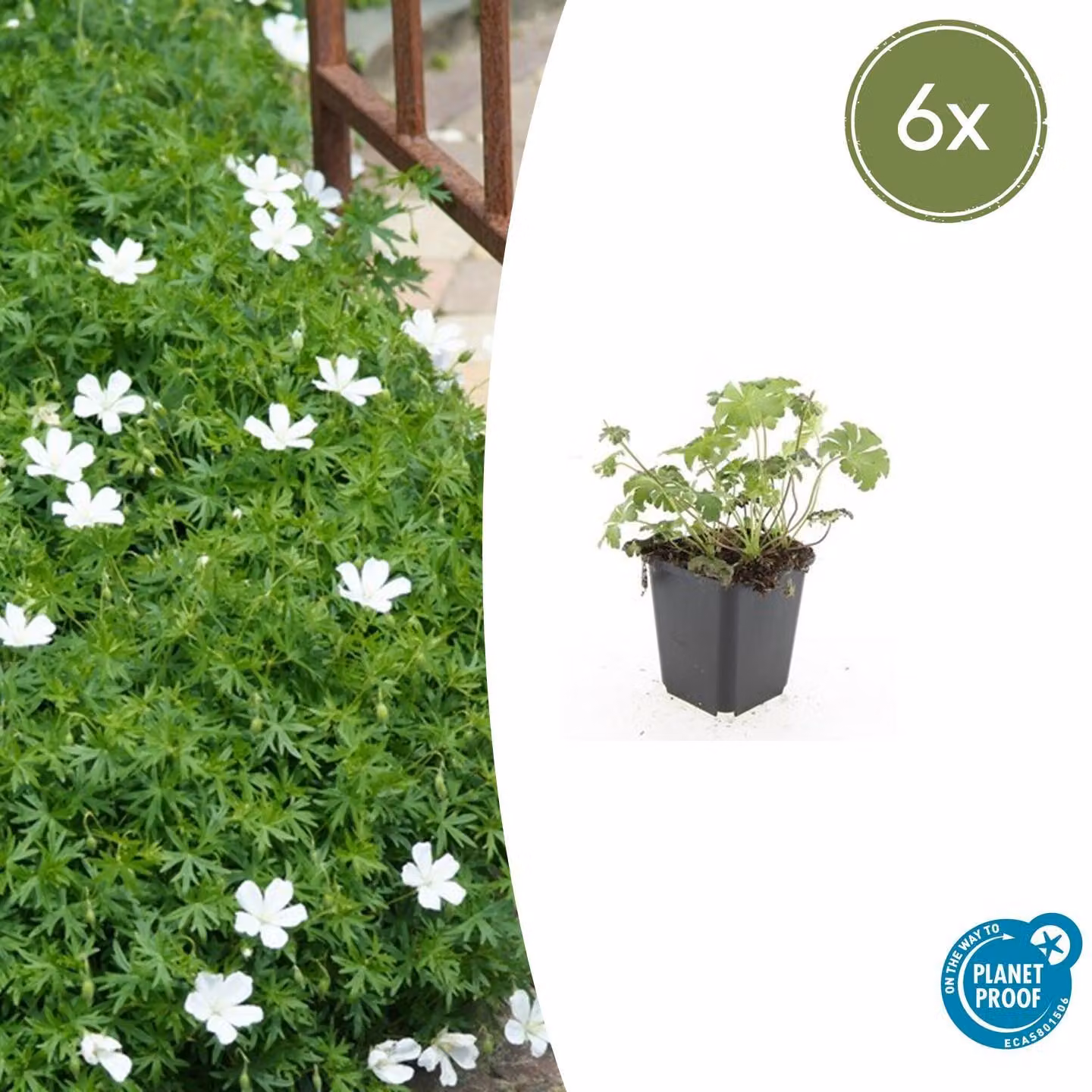 Tappeto erboso - Geranium sanguineum 'Album' - Vaso da 9 cm - Set di 6 piante