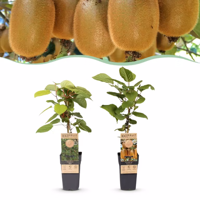 Actinidia Weiki & Hayward - Pianta di kiwi - 1 Maschio - 1 Femmina - Piante - Verde - 40-50cm - Ø15cm - Pianta da giardino