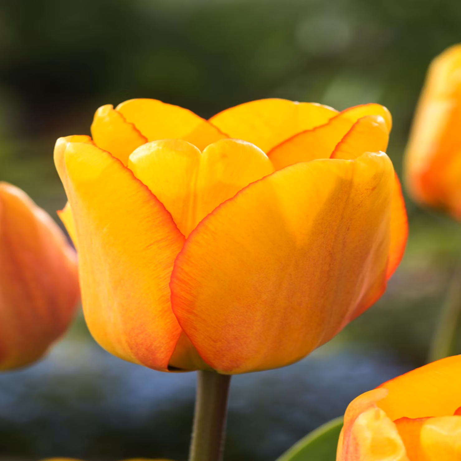 Tulipani Bulbi da fiore Bulbi da fiore Bulbi di tulipano Tulipano arrossato Alepdoorn 5