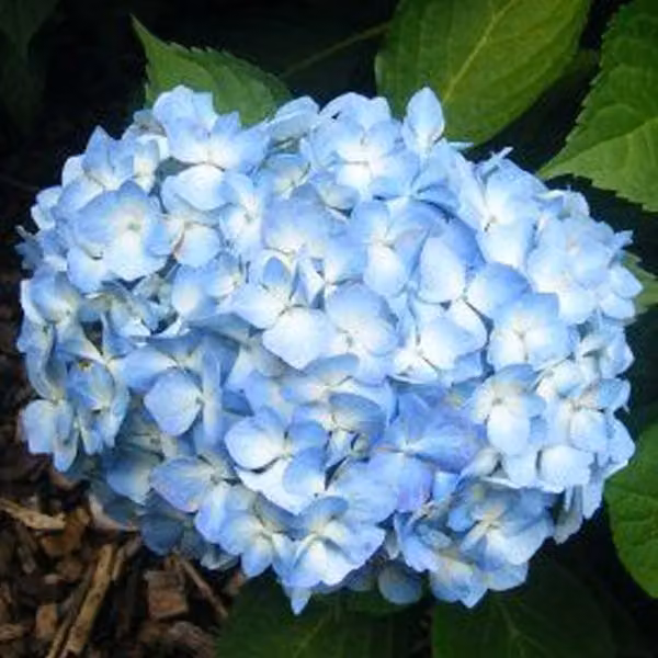 2 ortensie - *Hydrangea macrophylla* 'Gertrud Glahn' | 25-30 cm in vaso