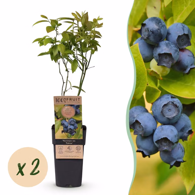 Vaccinium corymbosum Patriot - Mirtillo - Hardy - Mirtillo - 2 piante - 40-50cm - Ø15cm - Pianta da giardino