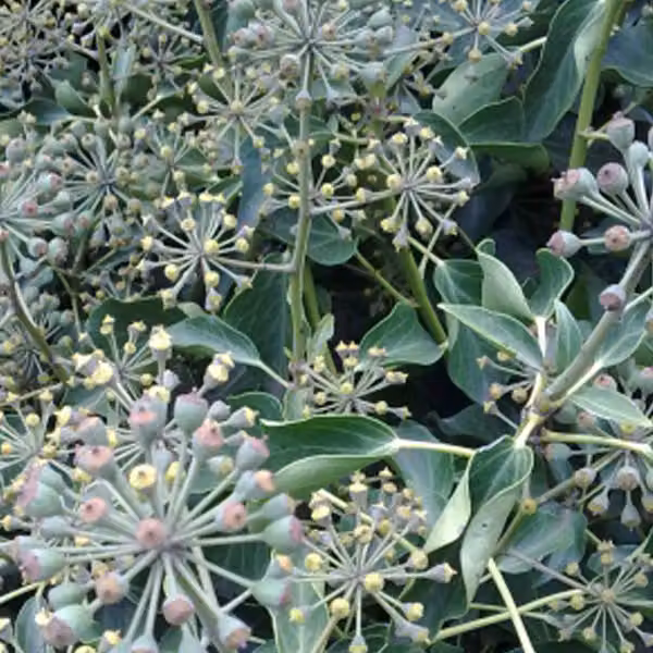 2 piante di edera rampicante (Hedera helix 'Arborescens'), altezza 30-40 cm, in vaso