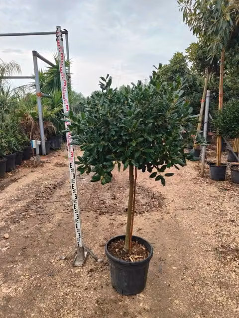 Alberello di Agrifoglio Ilex Nellie R. Stevens Sempreverde in Vaso da 30 cm di Vivaio Garden Forest