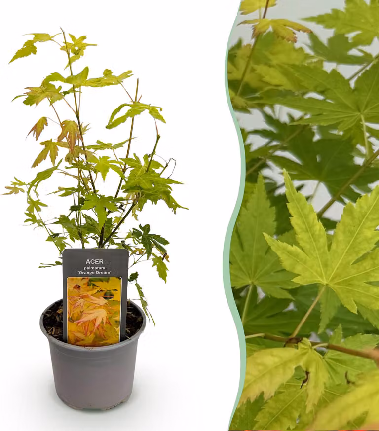 Acer palmatum Orange Dream - Arancione - Decidua - Bassa manutenzione - 25-35cm - Ø12cm - Pianta da giardino