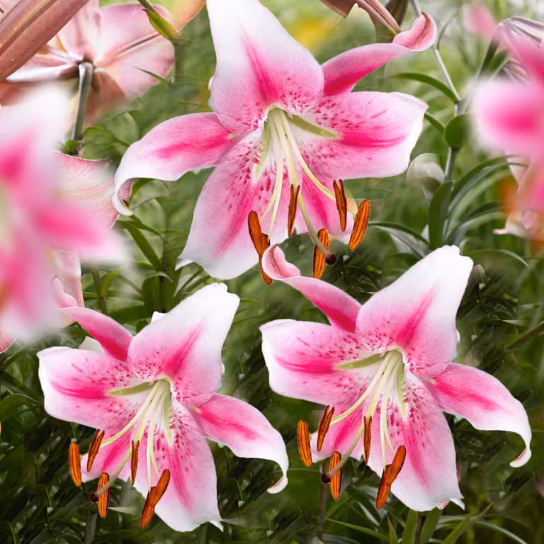 Bulbi di giglio resistenti al freddo, perenni - Giglio Anastasia, varietà gigante - 3 bulbi - Bulbi di fiori resistenti al freddo, provenienti dai Paesi Bassi (grandi bulbi, senza semi, non trattati artificialmente)