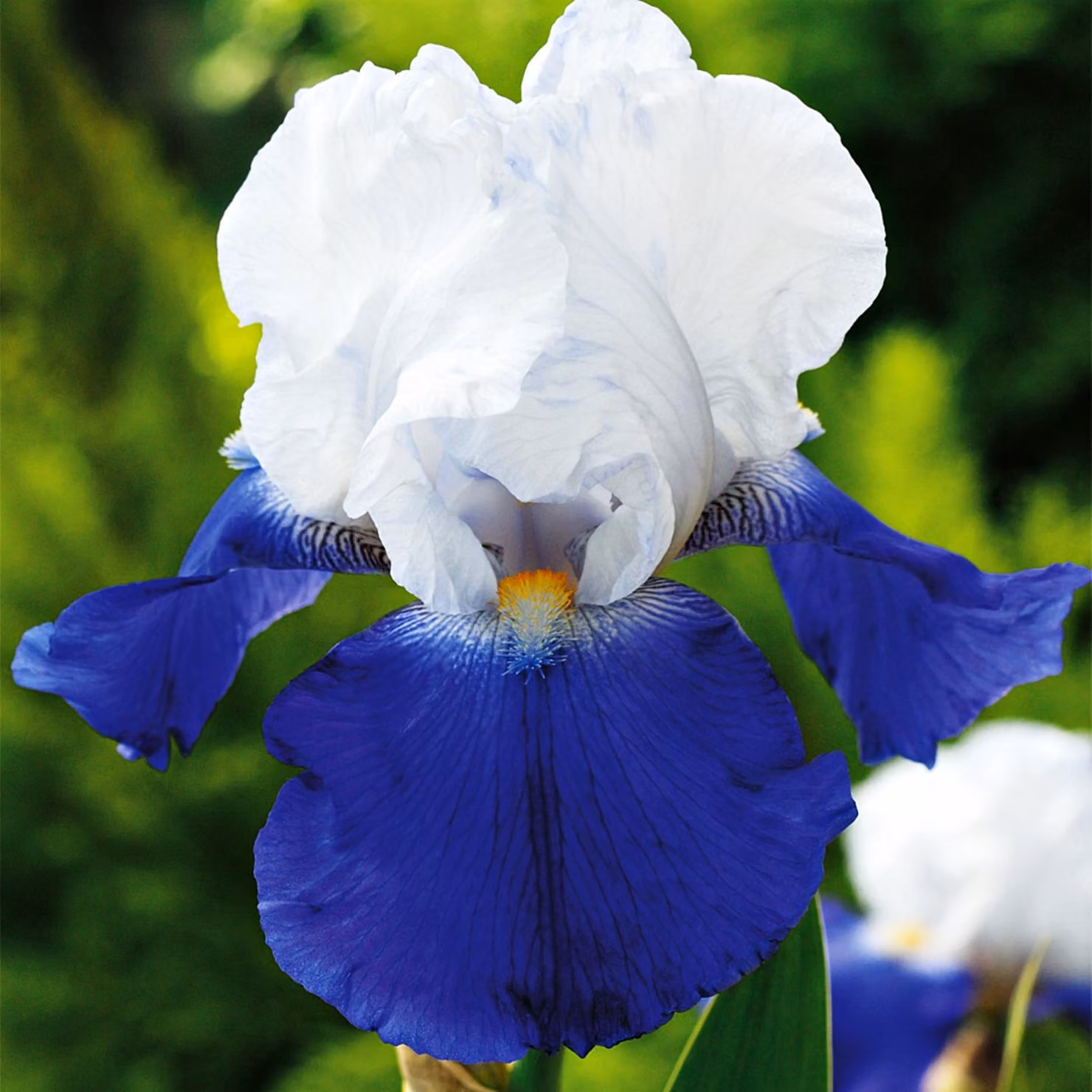 Iris Rizoma Piante perenni Fiori Iris Germanica Iris tedesco Arpege 1 pz.