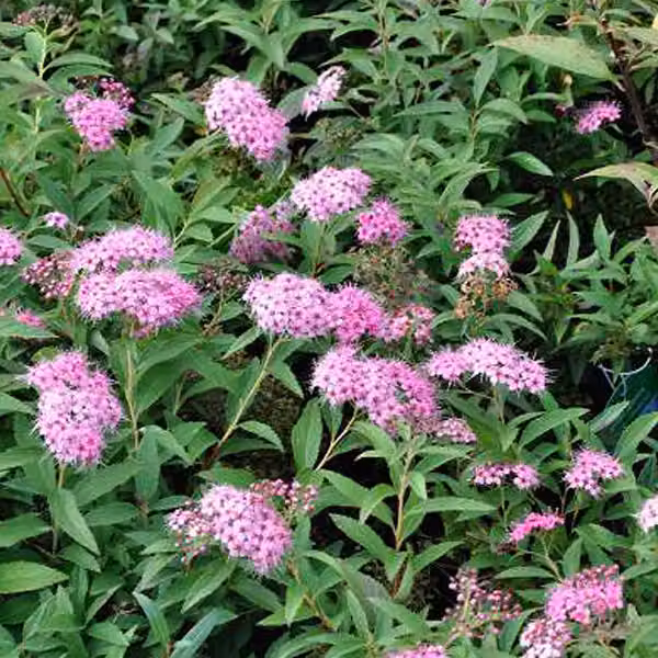 2 piante di *Spiraea japonica* 'Genpei' (nota anche come 'Shirobana'), in vaso, altezza 25-30 cm