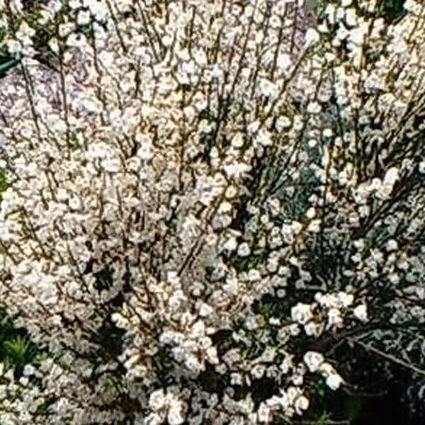 2 piante di Ginestra bianca ('Albus') - *Cytisus praecox* | altezza 40-60 cm, in vaso
