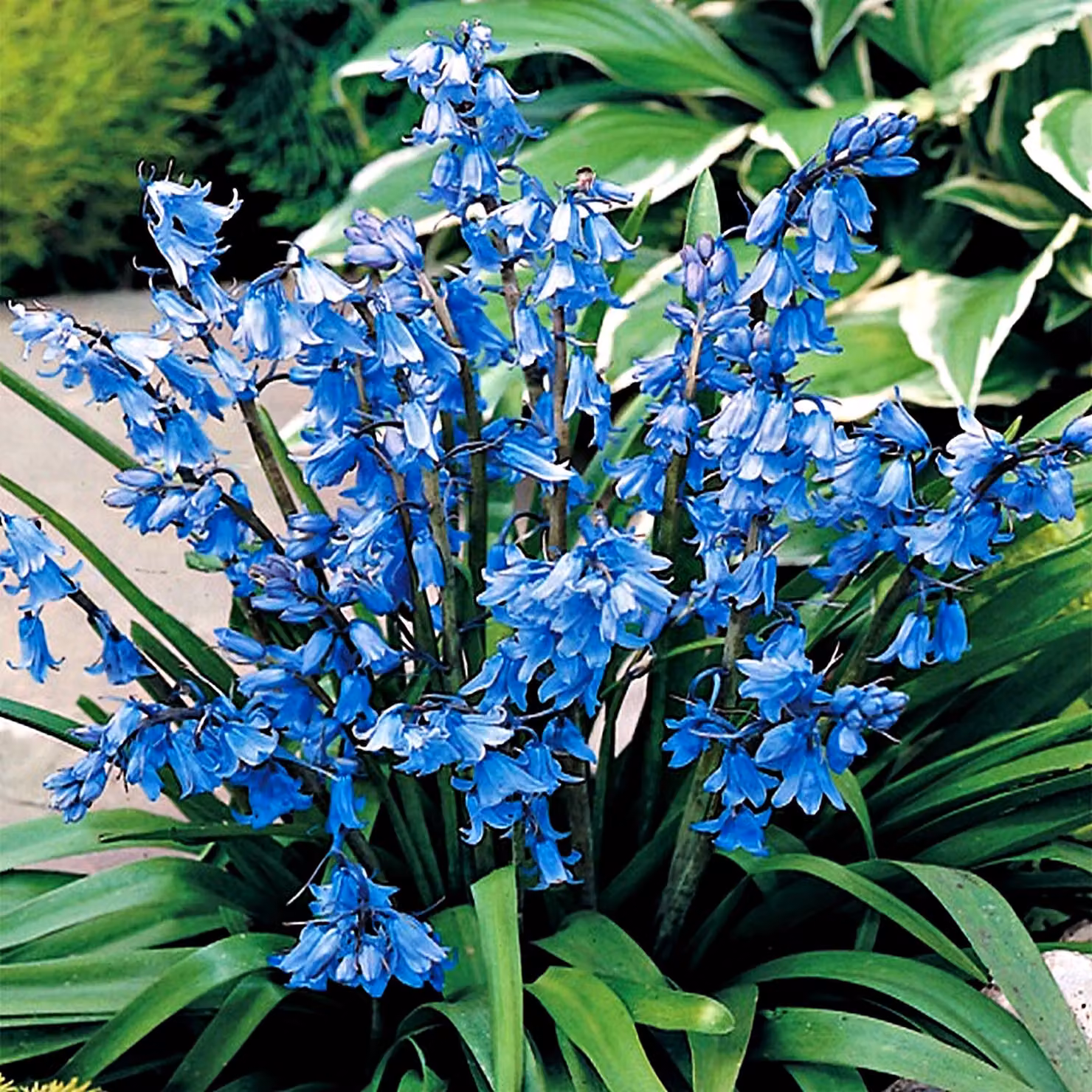 Bulbi di Scilla Bulbi di fiori Stella blu spagnola blu 5 pz.