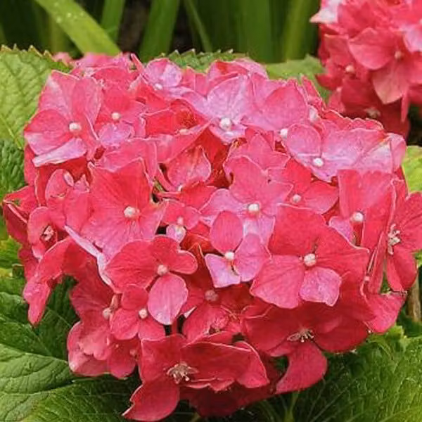 2 ortensie - *Hydrangea macrophylla* 'Deutschland' | 25-30 cm in vaso