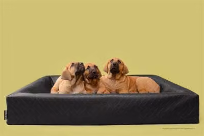 Bia letto cane cesto originale quadrato nero