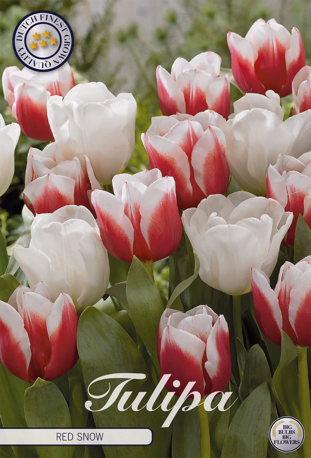 Tulipano Red Snow (10 pezzi) | Bulbi di tulipano di Sam van Schooten